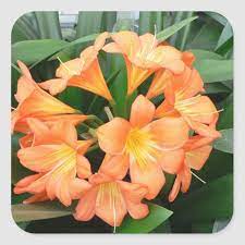 Orange Bush Lily Flower Or Natal Lily Square Sticker Zazzle Com In 2021 Flowering Shade Plants Plants Orange Plant