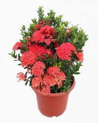 Image result for Ixora nana
