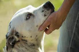 Maybe you would like to learn more about one of these? Veterinarians And Animal Hospital Near Chicago Ridge Il Palos Animal Hospital