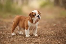 Our pups sold on limited will not be available for breeding and pups sold with full will come at an additional price. English Bulldog Price The Puppy Cost And All Other Expenses