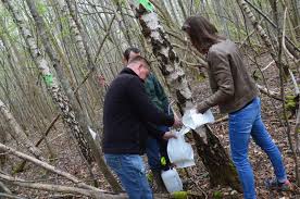 Le bouleau, dépuratif et diurétique, des feuilles à la sève, en passant par son écorce et ses bourgeons. Seve De Bouleau Produit Branche Ou Valeur Economique Sure Action Agricole Picarde