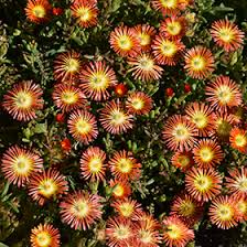 Image result for Delosperma mahonii