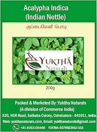 Image result for Acalypha indica