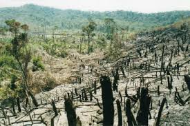 Image result for Julbernardia seretii