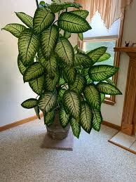 My Mom S Dieffenbachia Tropic Snow Houseplants In 2020 Dieffenbachia Houseplant House Plants Indoor Plant Decor A cultivar of this species is 'tropic snow,' which has smaller leaves (12) and more. my mom s dieffenbachia tropic snow