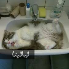 صور قطط مضحكة تنام في أماكن غير متوقعة على الإطلاق موقع ليالينا Cat Sleeping Cat Sleeping Positions Cat Nap