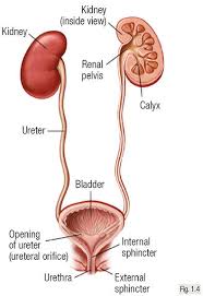Tumours Of The Urinary System Oncologypro