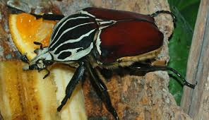 Check spelling or type a new query. Top 10 Biggest Animals In The World Onekindplanet Animal Education