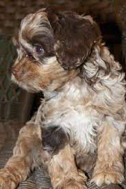 Attala County Cockapoos Cockapoo Dog Cute Dogs Doggy