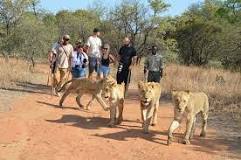 Ukutula - Walk with lions - BigSixTourSafaris