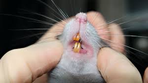 Selain tikus, hewan yang berpotensi menularkan penyakit ini adalah kucing. Waspada Demam Gigitan Tikus Bisa Sebabkan Kematian