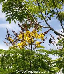 Image result for Peltophorum pterocarpum