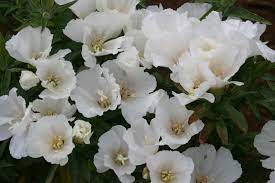 Silver Falls Seed Company Godetia White Types Of Flowers Evening Primrose Lewis And Clark