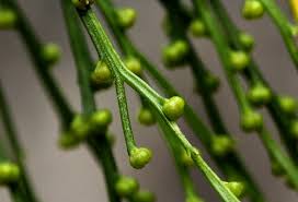 Image result for Psilotum nudum