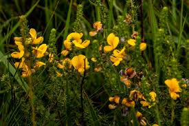 Image result for Rhynchosia galpinii