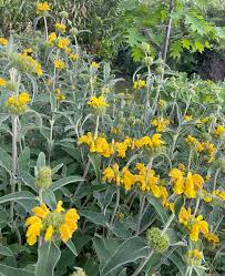 Image result for Phlomis fruticosa