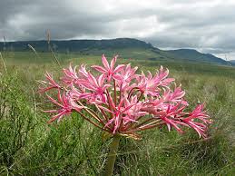 Image result for Brunsvigia