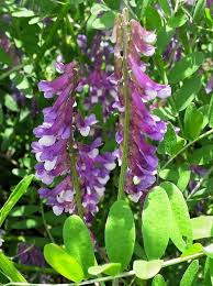 Image result for Vicia villosa