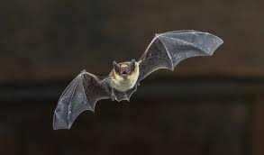Location is at the university of florida, usa. How Bats Survive Deadly Viruses Better Than Humans Inside Science