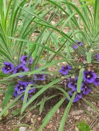 Image result for Aptosimum lineare