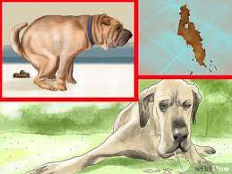 Pancreatitis is a serious condition in dogs. How To Spot Signs Of Pancreatitis In Dogs 9 Steps With Pictures