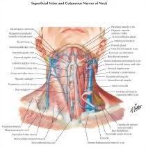 They're part of a transportation system that moves blood around. Superficial Veins And Cutaneous Nerves Of Neck