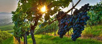 10 Lieux Du Monde Ou Faire De L œnotourisme