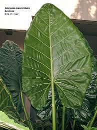 Image result for Araceae