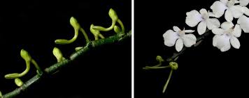 Image result for Aerangis montana