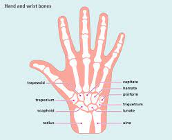 The term carpus is derived from the latin carpus and the greek καρπός (karpós), meaning wrist. Wrist Bones Anatomy Function And Injuries