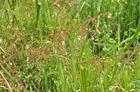 Image result for Burnatia enneandra