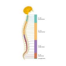 Let's think of our children as an empty vessel. Spinal Cord Regions Diagram Photograph By Art For Science