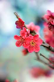 Red Plum Blossoms Beautiful Flowers Wallpapers Blossom Trees Asian Flowers