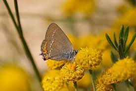 Image result for Satyrium compactum