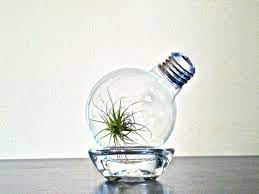 Air Plant Light Bulb Terrarium Airplant Lightbulb Glass Terrarium Repurposed Lightbulb Air Plant Terrariu Light Bulb Terrarium Light Bulb Air Plant Terrarium
