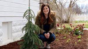 The 'pendula' cultivar is a female variety and may produce mulberry fruits. Planting A Weeping White Spruce Garden Answer Youtube