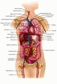 The ductus, or vasa, deferentia; Organs Of Body Diagram Inside Human Organs In Picture Diagram Of Human Body Organs Human Body Anatomy Human Organ Diagram
