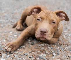 Check spelling or type a new query. Different Types Of Pitbull Colors Red Nose Blue Nose Brindles More Zooawesome