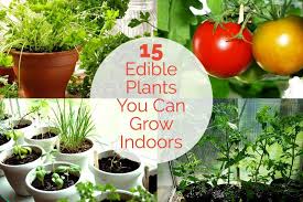 15 Edible Plants You Can Grow Indoors Naturehacks Com Edible Plants Plants Growing Indoors