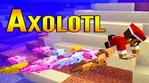 Axolotls are amphibious creatures that spawn in underground water; Minecraft 1 17 Snapshot 20w51a Swimming With Axolotl