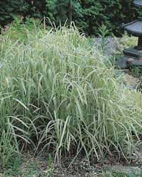 Image result for Glyceria