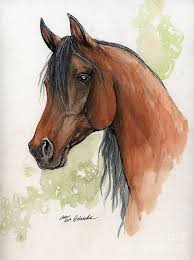Bay Arabian Horse Watercolor Painting Angel Tarantella Watercolor Horse Horse Drawings Watercolor Horse Painting