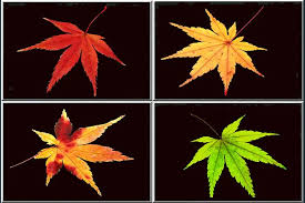 庭の紅葉を 押し葉 で保存 聚 糧