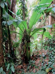 Image result for Oxyanthus goetzei