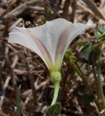 Image result for Convolvulaceae
