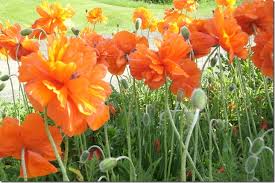 (alcea rosea) a very tall flower much found in traditional gardens and loved by children for constructing dolls with dresses. Lance Mannion Anybody Know What Kind Of Flowers These Are