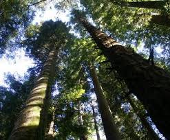 Finde aktivitäten, tipps und empfehlungen von einheimischen, die sich in arcata am besten auskennen. Things To Do In Arcata California Ca The Best Nature Parks