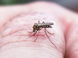 Dengue mosquito is small in size and has white bands on its legs. Dengue Fever Symptoms Treatment And Prevention