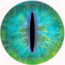 Great offers on site, order now Reptile Eye Eye Texture Dragon Eye