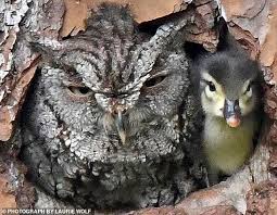 Ounce for ounce, they are among the toughest owls around. Owl You Need Is Love Owl Ends Up Raising A Duckling After Mistaking The Eggs Of A Duck For Its Own Daily Mail Online